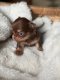 Bébés Chihuahuas à vendre