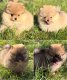Magnifiques chiots mini loulou de pomeranie