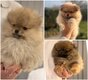 Magnifiques chiots mini loulou de pomeranie