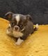 Chiots chihuahuas disponibles à la réservation
