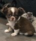 Chiots chihuahuas disponibles à la réservation