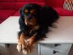 Magnifique Cavalier King Charles disponible pour...