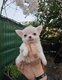 Magnifiques chiots chihuahua