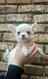 Magnifiques chiots chihuahua