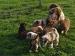 Adorables chiots Berger Australien élevés en...