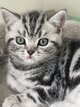 Adorable British shorthair black silver tabby