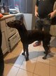 Vendre doberman brun 17/03/2025
