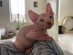 1 chatons sphynx