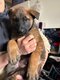 Berger malinois chiot