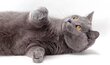 Magnifiques Chaton chartreux disponibles Mai