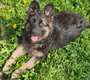 Magnifiques chiots bergers allemand ancien type