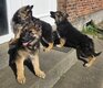 Magnifiques chiots bergers allemand ancien type