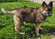 Magnifiques chiots bergers allemand ancien type