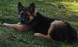 Magnifiques chiots bergers allemand ancien type