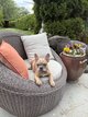 Bouledogue exotique