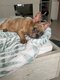 Bouledogue exotique