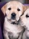 Magnifiques chiots Labrador dorés