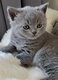 Chatons british shorthair