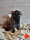 Chiot Bouvier des Flandres