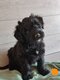 Chiot Bouvier des Flandres
