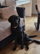 Labrador femelle noir de 7mois disponible