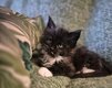 Chatons maine coon