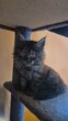 Chatons maine coon