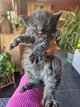 Chatons maine coon