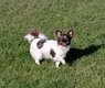 Superbes chihuahuas poils longs à vendre