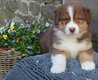 Chiots bergers australiens pures races pedigree...