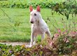 Femelle Bullterrier miniature