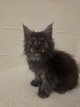 Chatons Maine Coon