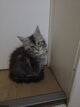 Chatons Maine Coon