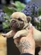 Chiot bouledogue Français