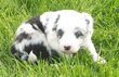 Chiots border collie à réserver