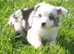 Chiots border collie à réserver