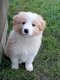 Magnifiques chiots Border Collie