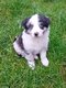 Disponible de suite chiot border collie