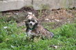 Chien chinois à crête