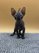 5 superbes chatons Sphynx