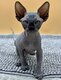 5 superbes chatons Sphynx