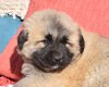 Chiot berger du Caucase x Montagnes des Pyrénées