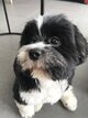 Shih Tzu à donner