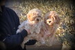 Chiots Maltipoo