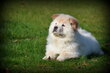 Chiots Chow Chow blond