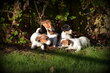Chiots Jack Russell