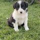 Magnifique chiots Border collie