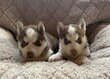 Chiot husky