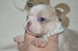 Superbe chiot chihuahua mâle pedigree
