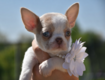 Superbe chiot chihuahua mâle pedigree
